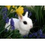 白いウサギ、花