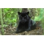 Panther i skogen