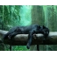 Panther v džungli