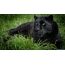 Panther liggende på græsset