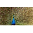 Peacock s tekočim repom