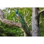 Tavus kuşu bir ağaç üzerinde