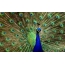 Peacock full screen