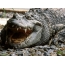 Agresivní krokodýl
