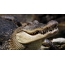 Pulcherrimus in crocodilo in vestri desktop