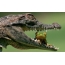 Frog in the mouth of an alligator