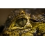 Crocodile eye full screen