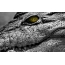 Krokodýl zelených očí