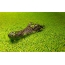 Krokodýl v zelené vodě