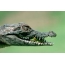 Cool Alligator i runga i te papamahi