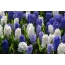 White and Blue Hyacinths
