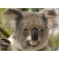 Slečna koala