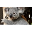 Háttérkép koala