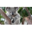 Смешно коала