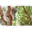 Spící koala