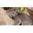 眠っているコアラ
