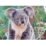 күлкүлүү Koala