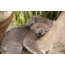 Koala piena in u scrittore