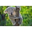 Koala pamtengo