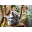 Funny koalas