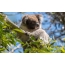 Funny koala sur la ekrano-savo