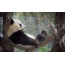 Панда на дрво