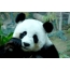 Panda kwi desktop