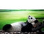 Panda bilan kulgili fon rasmi