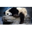 Sleeping panda