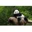 Funny panda