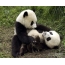 Funny pandas