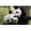 Pandas op screensaver