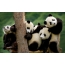 Funny picture with pandas