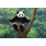 Смешни панда