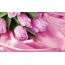 Pink tulipani