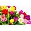 ಬಹುವರ್ಣದ tulips