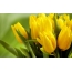 ಹಳದಿ tulips