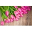 Pink tulipani
