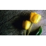 ಹಳದಿ tulips