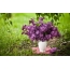 Bir vaza içində Lilacs