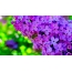 Lilac full screen