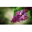 ایک سبز پس منظر پر Lilac