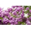 Wallpaper lilac
