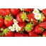 Strawberries and Chamomile