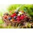 Berries fil-basket