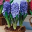 Blue hyacinths