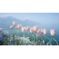I-tulips Pink