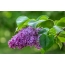 Branch of lilac