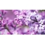Lilac дар мизи корӣ