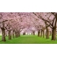 شکوفهدار پارک